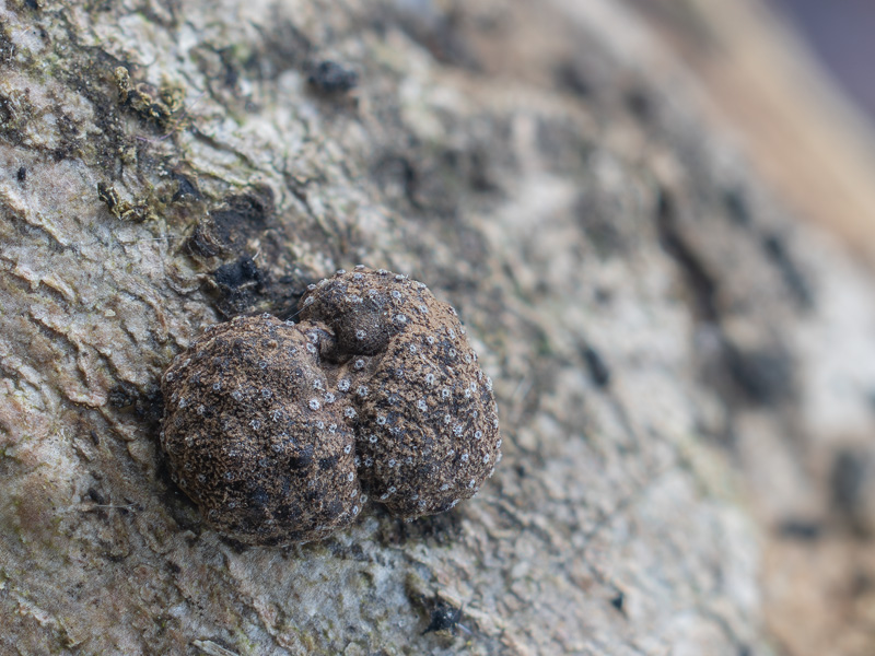 Hypoxylon fraxinophilum